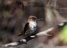 Eastern Phoebe