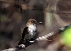 Eastern Phoebe