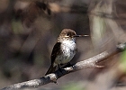 Eastern Phoebe