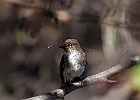 Eastern Phoebe