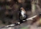 Eastern Phoebe