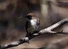 Eastern Phoebe