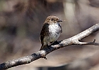 Eastern Phoebe