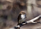 Eastern Phoebe
