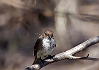 Eastern Phoebe