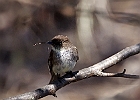 Eastern Phoebe