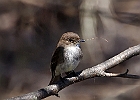 Eastern Phoebe