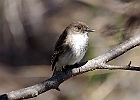 Eastern Phoebe