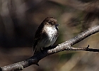 Eastern Phoebe