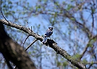 Blue Jay