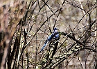 Blue Jay