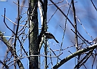 Black-capped Chickadee
