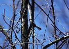 Black-capped Chickadee