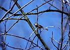 Black-capped Chickadee