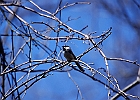 Black-capped Chickadee