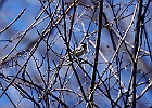 Black-capped Chickadee