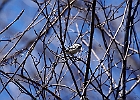 Black-capped Chickadee