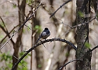 Black-capped Chickadee