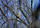 Great Horned Owl (Fledgling)