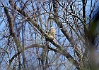 Great Horned Owl (Fledgling)