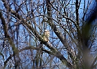 Great Horned Owl (Fledgling)