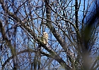 Great Horned Owl (Fledgling)
