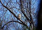 Great Horned Owl (Fledgling)