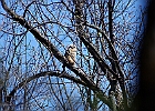 Great Horned Owl (Fledgling)