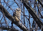 Great Horned Owl (Fledgling)
