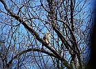 Great Horned Owl (Fledgling)