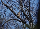 Great Horned Owl (Fledgling)