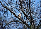 Great Horned Owl (Fledgling)