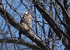 Great Horned Owl (Fledgling)