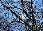 Great Horned Owl (Fledgling)