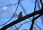 Downy Woodpecker
