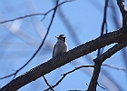 Downy Woodpecker