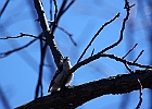 Downy Woodpecker