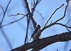 Downy Woodpecker
