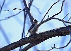 Downy Woodpecker