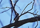 Downy Woodpecker