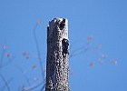 Tree Swallow