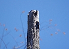 Tree Swallow