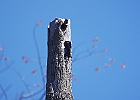 Tree Swallow