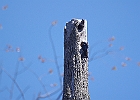 Tree Swallow