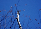 Tree Swallow