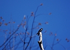 Tree Swallow