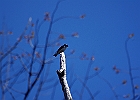 Tree Swallow