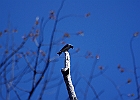 Tree Swallow