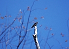 Tree Swallow