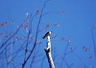 Tree Swallow